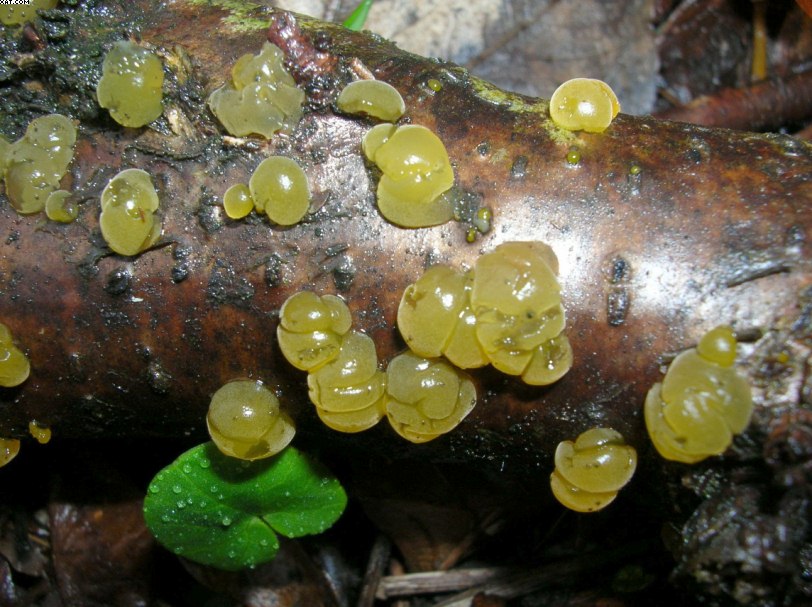 Reigoldswil  (CH)  25  marzo  2005